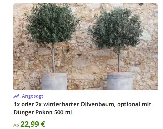 Groupon: Zwei winterharte Olivenbäume für 40,03 Euro frei Haus