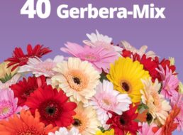 Blumeideal: 40 bunte Gerbera für unter 20 Euro