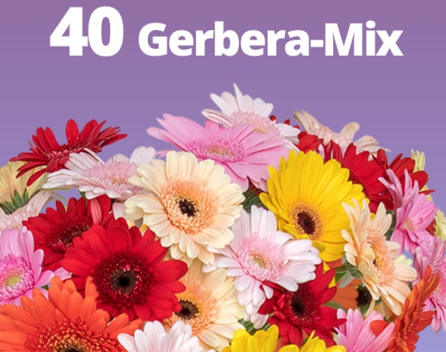 Blumeideal: 40 bunte Gerbera für unter 20 Euro