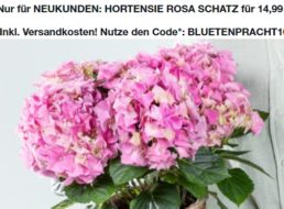 Blume2000: Hortensie mit Herztopf für 14,99 Euro frei Haus