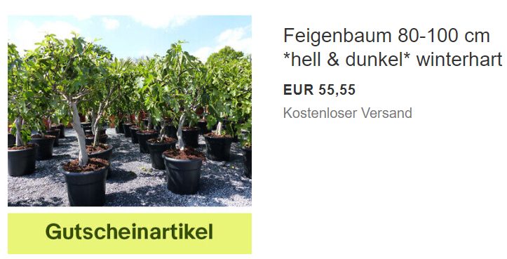 Ebay: Winterharter Feigenbaum für 49,99 Euro frei Haus