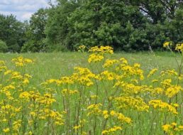 Gratis: Samen für „Bio Blumenwiese“ bei Greenpeace zum Nulltarif