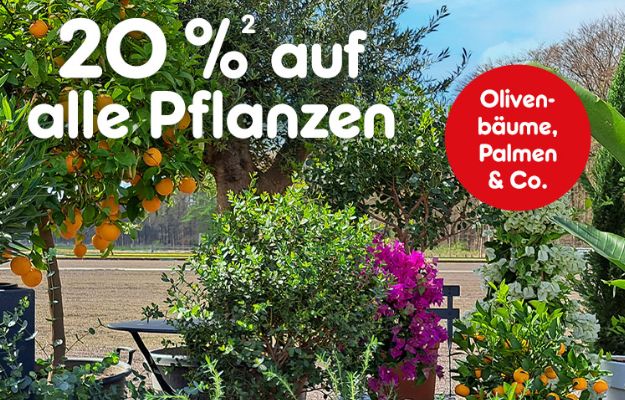 Netto: 20 Prozent auf Pflanzen bis zum 10. August