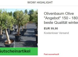 Ebay: Winterharte Olivenbäume für 89,91 Euro