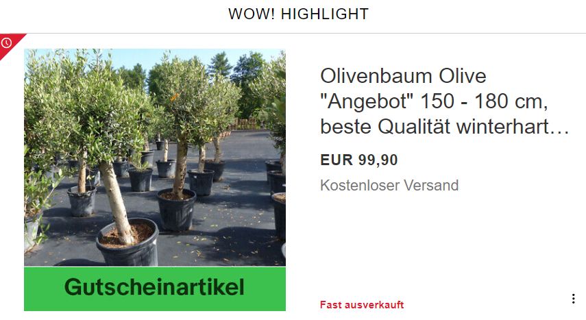 Ebay: Winterharte Olivenbäume für 89,91 Euro