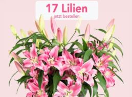 Blumeideal: 17 Lilien mit 60 Blüten für unter 20 Euro frei Haus