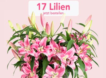 Blumeideal: 17 Lielien mit 60 Blüten für unter 20 Euro frei Haus