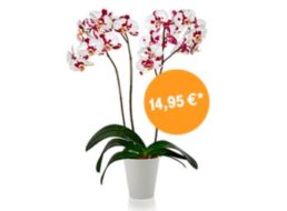 Telekom: Orchideenset für 14,95 Euro frei Haus im Megadeal