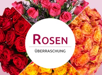 Miflora: Rosenüberraschung mit 18-25 Rosen für 16,90 Euro frei Haus