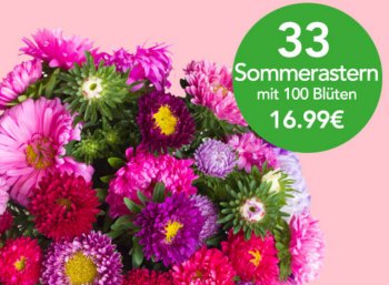 Blumeideal: 33 Sommerastern mit 100 Blüten für 21,94 Euro frei Haus