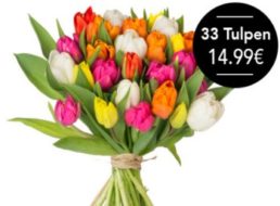 Blumeideal: 33 bunte Tulpen für 19,98 Euro frei Haus